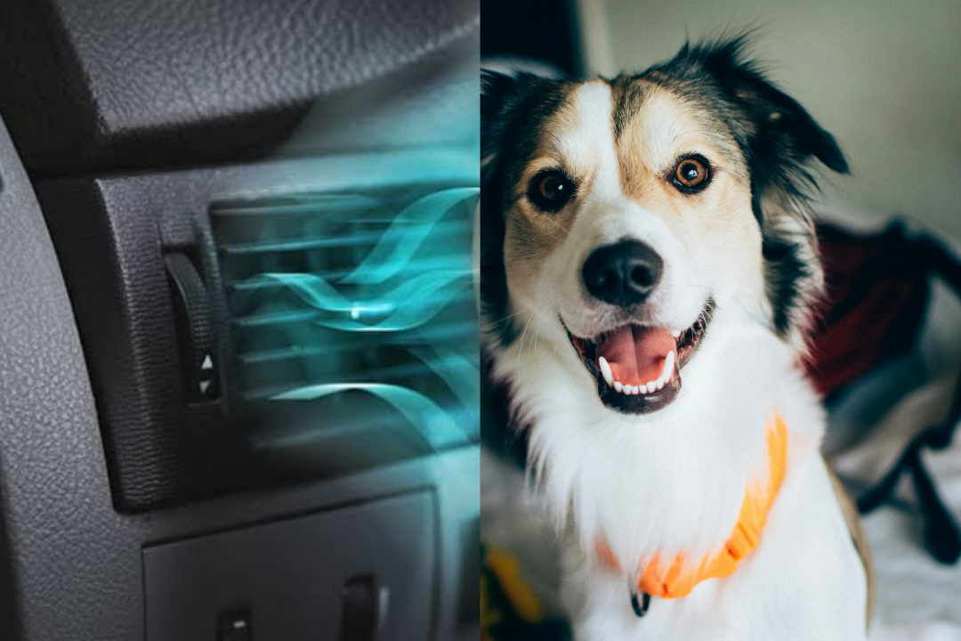 Ar-Condicionado com Cheiro de Cachorro: Como Tirar o Odor?